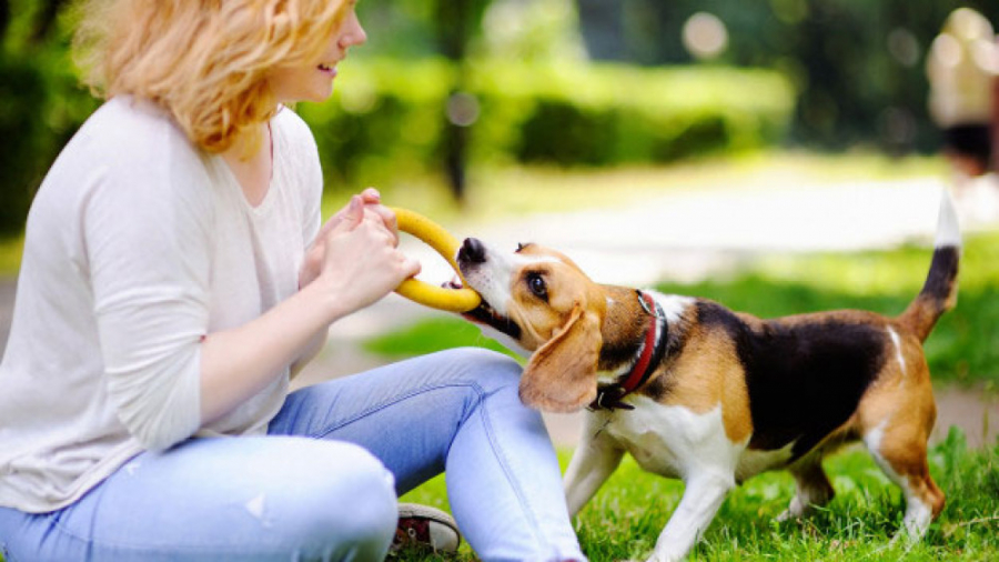 تربیت و آموزش سگ | اموزش اهلی...