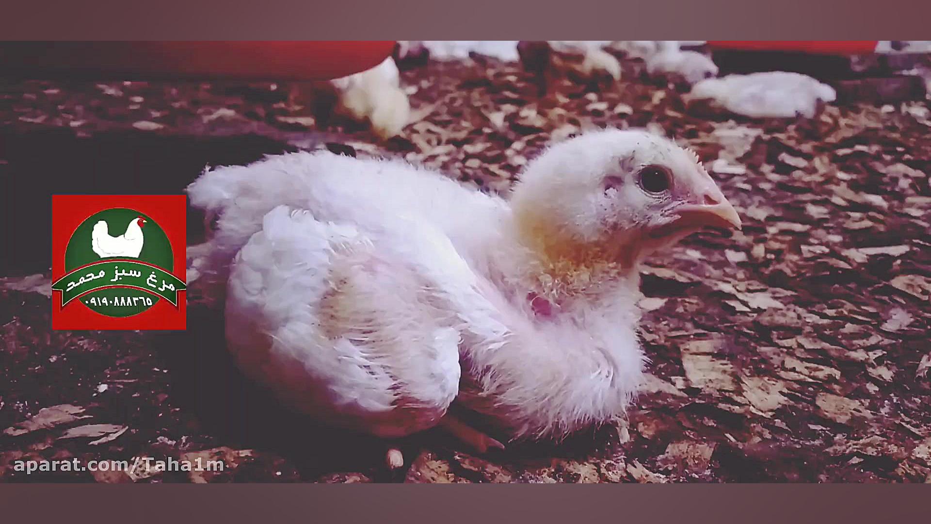 مرغ سبز محمد با آهنگ سامان جلی...