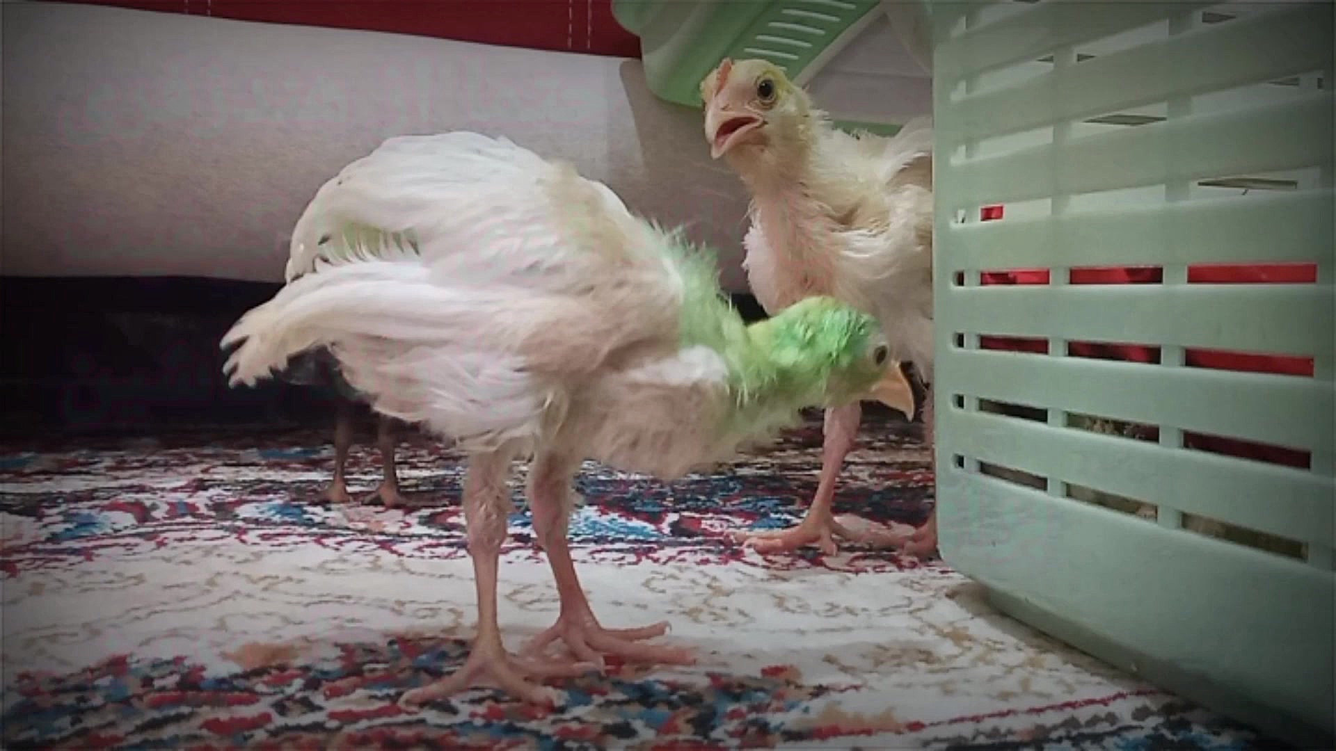 دموی تقلید آهنگ معین &laquo; ق...