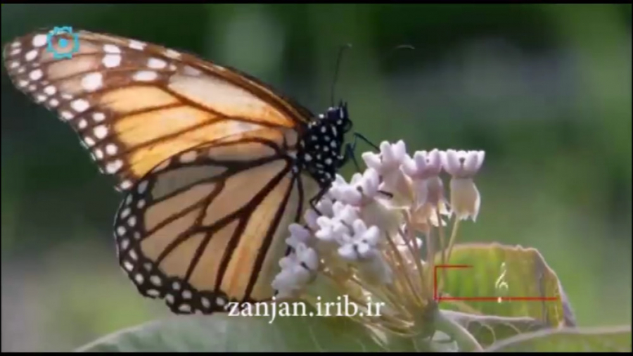 نماهنگ شیدایی با صدای محسن چاو...