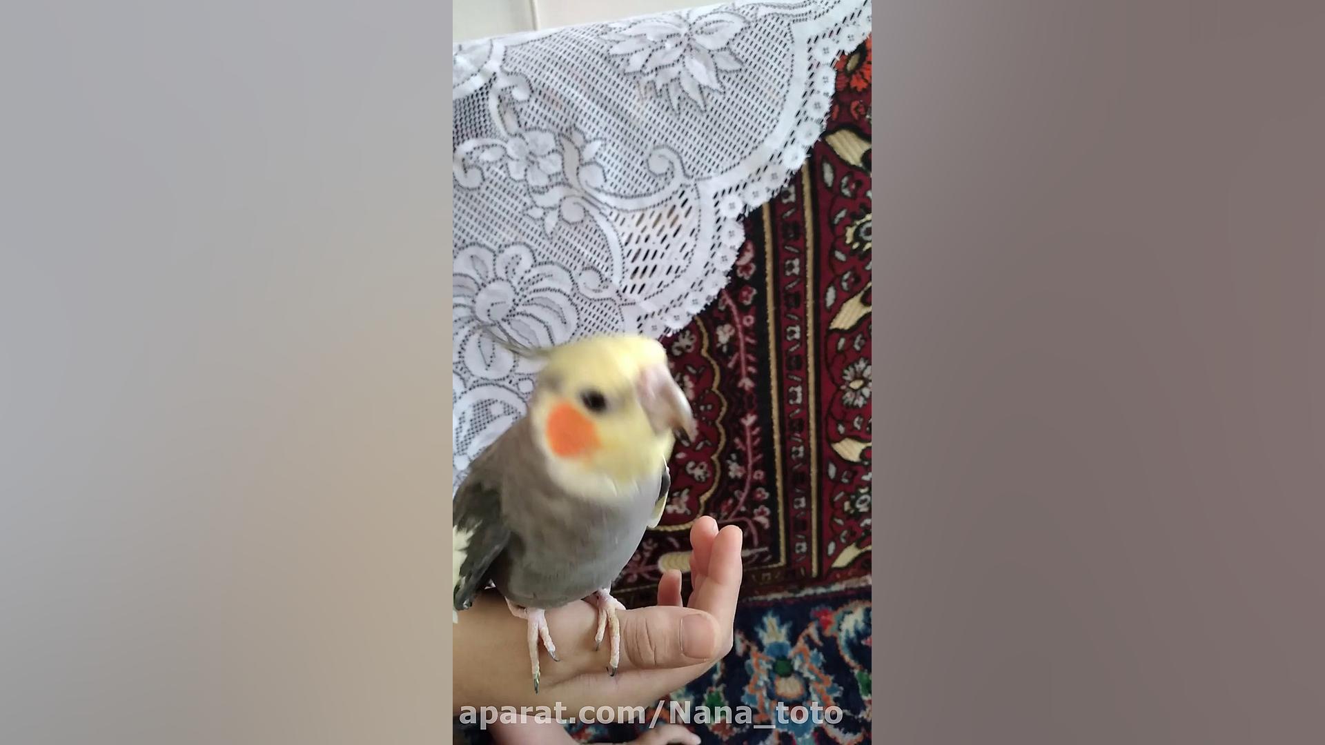 آهنگ شاخه گل با رقص عروس هلندی