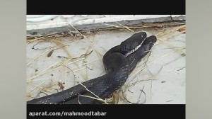 مستند حیات وحش  جفت گیری مارها