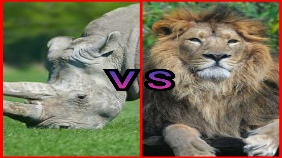 نبرد سخت بین شیر و کرگدن در حی...