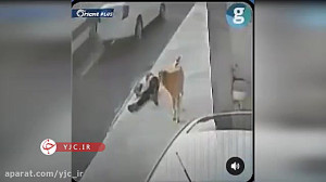 حمله یک سگ ولگرد به شهروندی در...