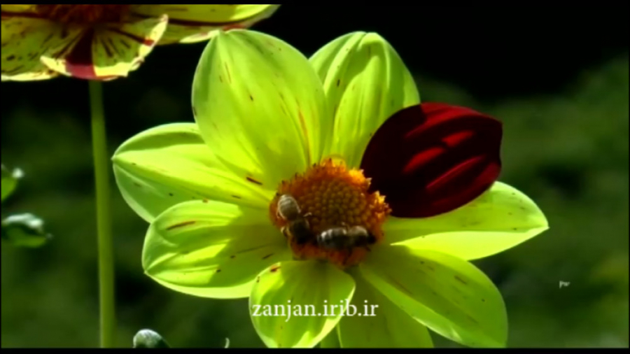 کلیپ شاد همراه با تصاویر زیبای...