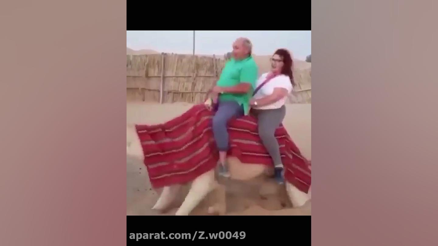 شتر مرد بابا