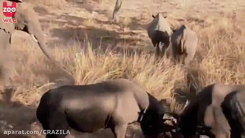 نبرد سخت کرگدن با فیل در حیات...