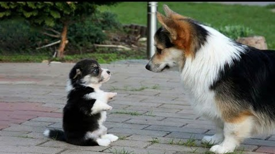 کلیپ خنده دار حیوانات خانگی