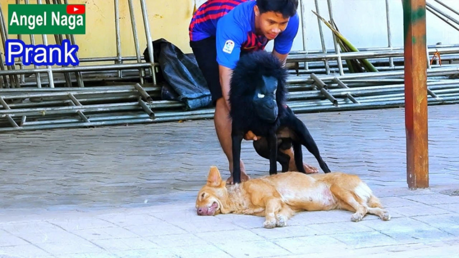 کلیپ خنده دار ترساندن حیوانات