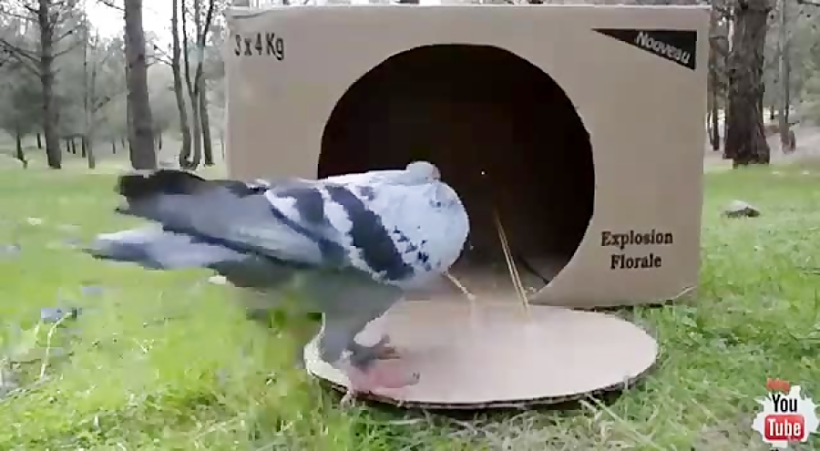 تله پرنده قوی