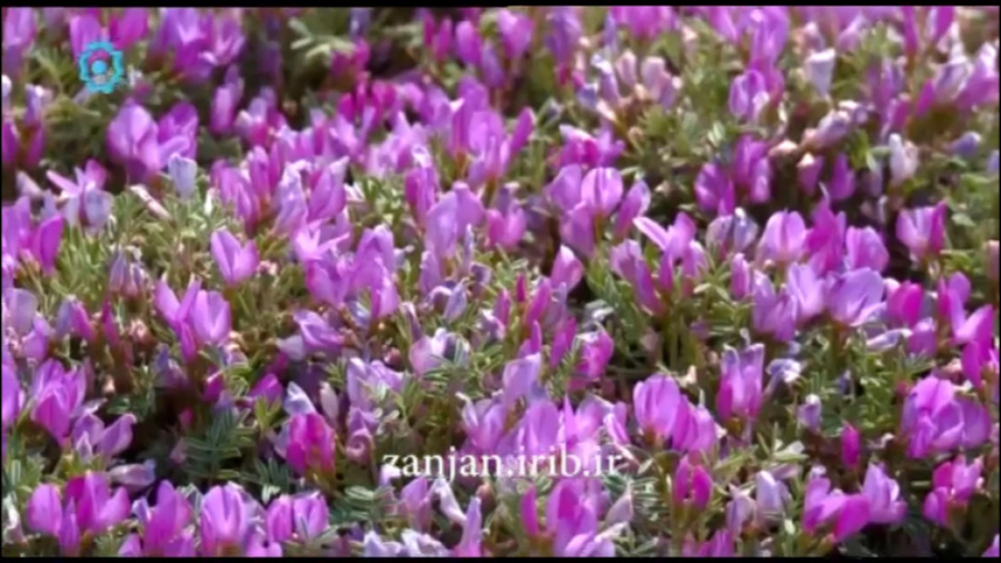 کلیپ زیبای ترکی جانیم محبت