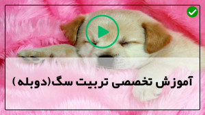 آموزش سگ | تربیت سگ | تربیت سگ...