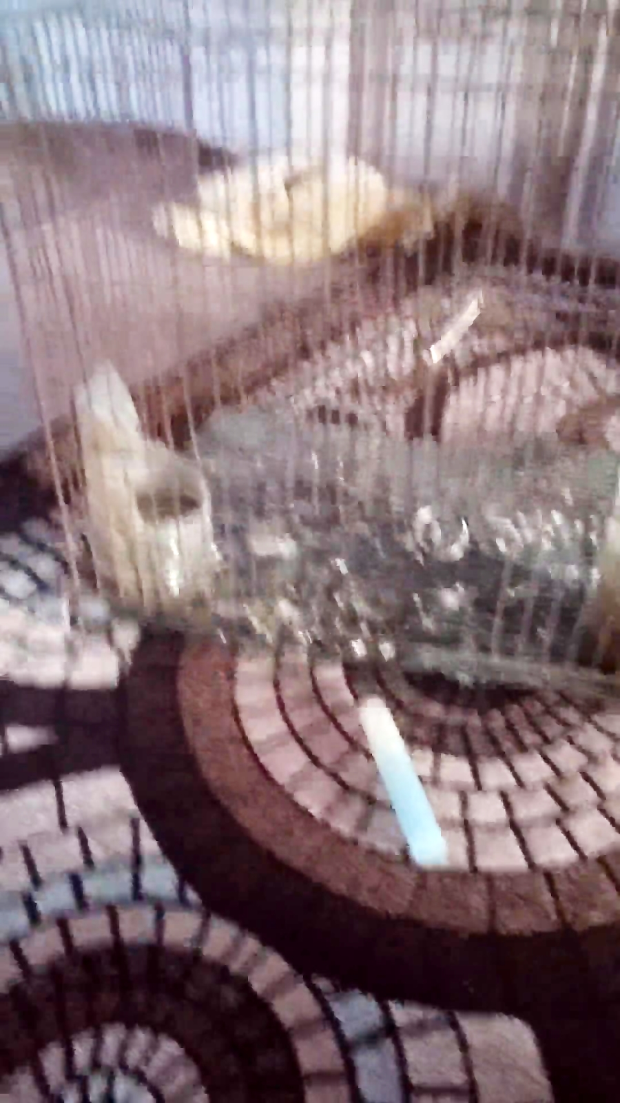 تله برای کفتر گرفتن