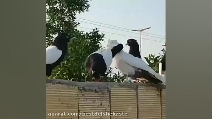 سینه دم سیاه کبوتر رنگی  کفتر...