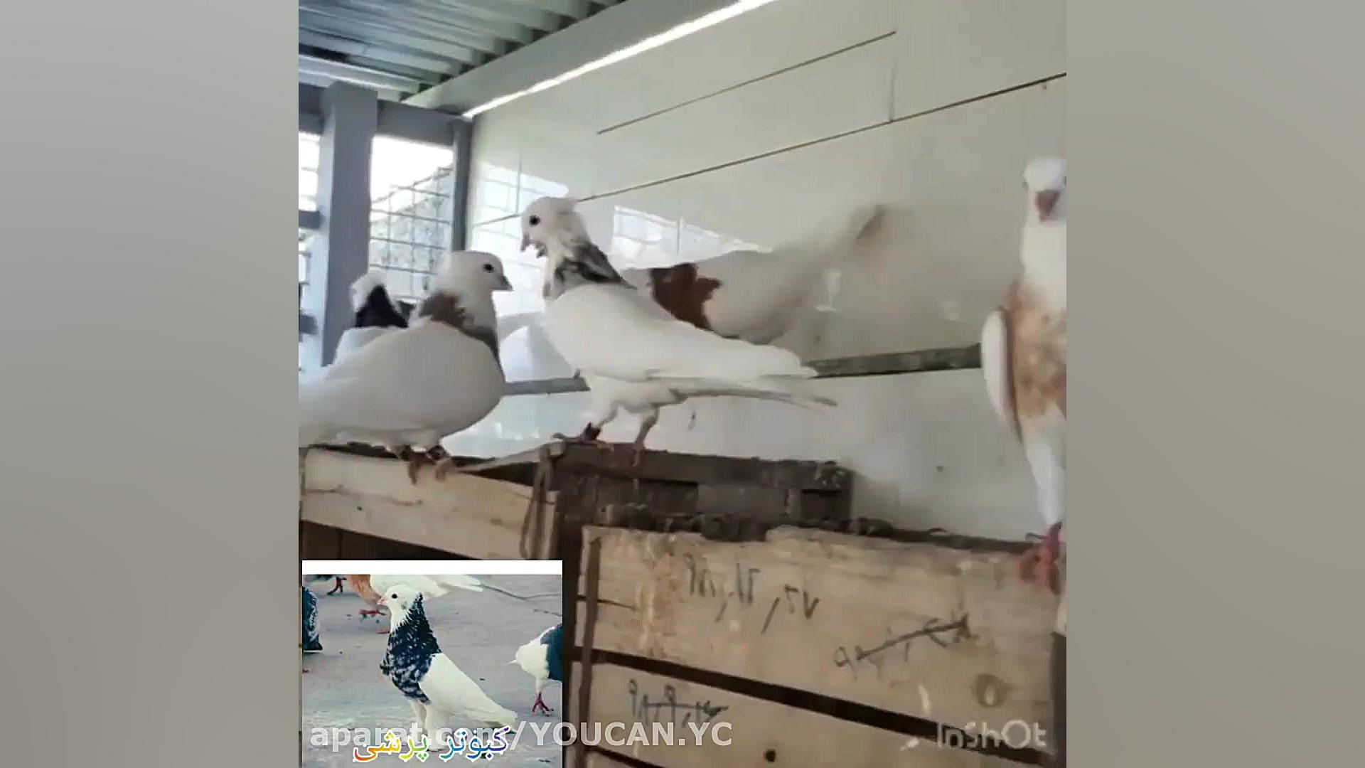 کبوتر طوقی کلیپ کبوتر بازان