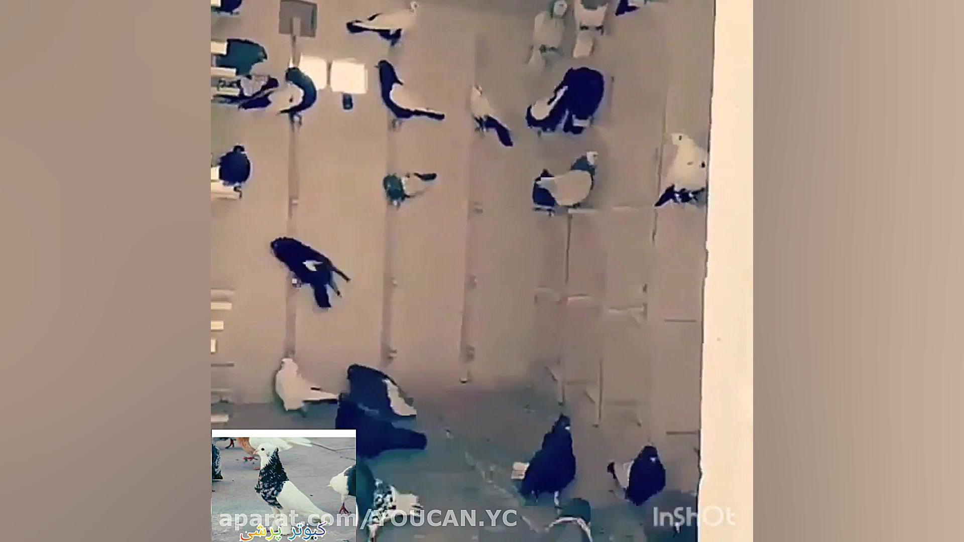 کبوتر سینه سیاه کلیپ کفتر بازی...