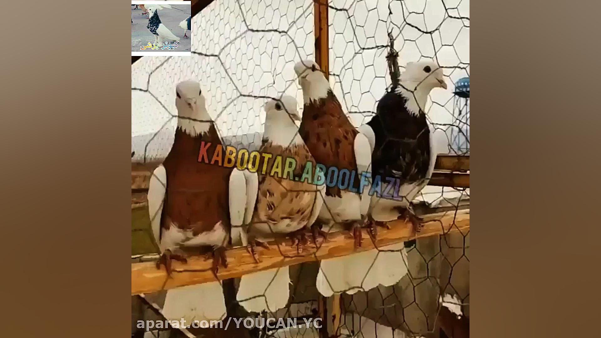 کبوتر طوقی  کبوتر خوشگل طوقی