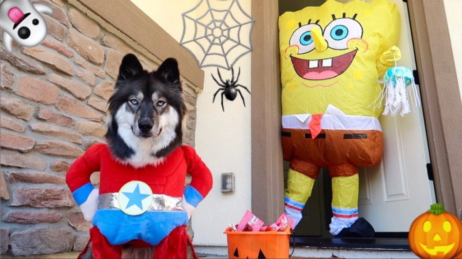 نمایش سگهای نگهبان باب اسفنجی...