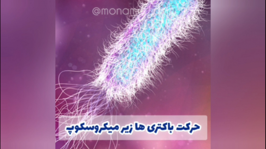 حرکت باکتری زیر میکروسکوپ