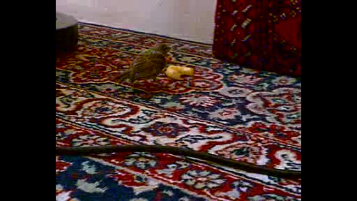 گنجشک پفک خور