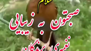 سلام صبحتون زیبا .کلیپ صبح بخی...