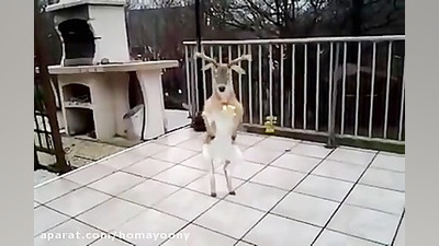 رقص گوزن ها