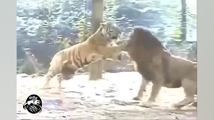 جنگ خونین  شیر و ببر  جنگ دیدن...