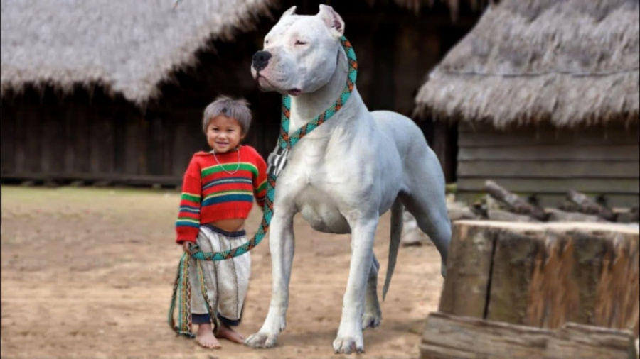 سگ های مناسب برای کودکان