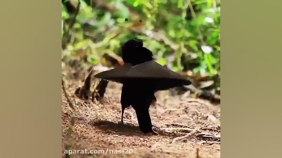 کلیپ تغییر شکل پرنده نر برای ج...