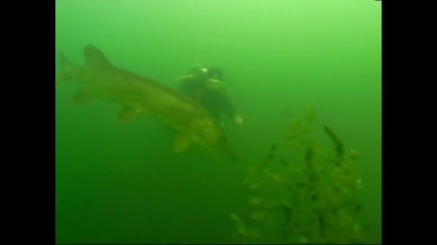 اردک‌ماهی با طول 130 سانتیمتر