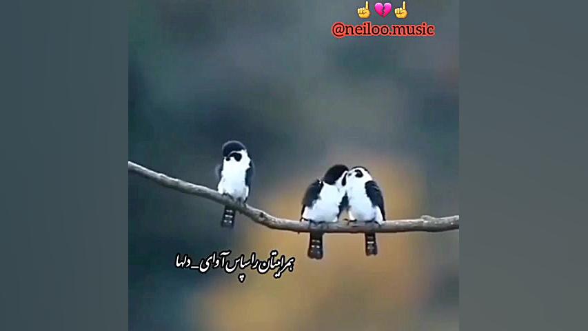 خیانت عشق مهراب سنگین خفن نارف...