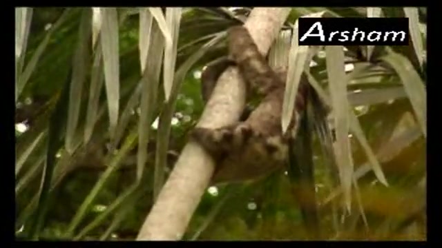 شکار کردن شیر کوهی