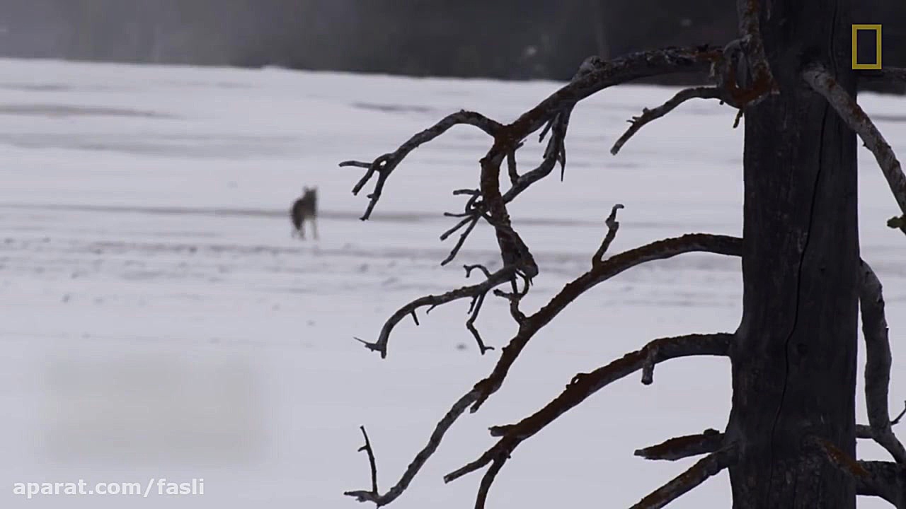 شگفتی در زمستان یلو استون HD