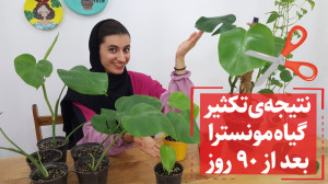 دیگه با خیال راحت گیاه برگ انج...