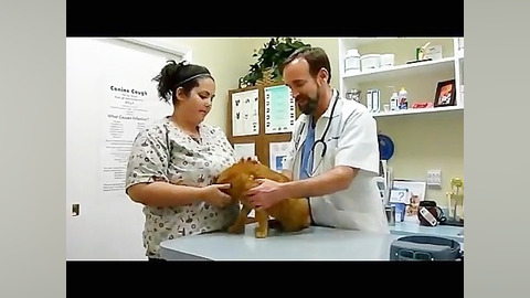 آموزش معاینه بالینی گربه قسمت...