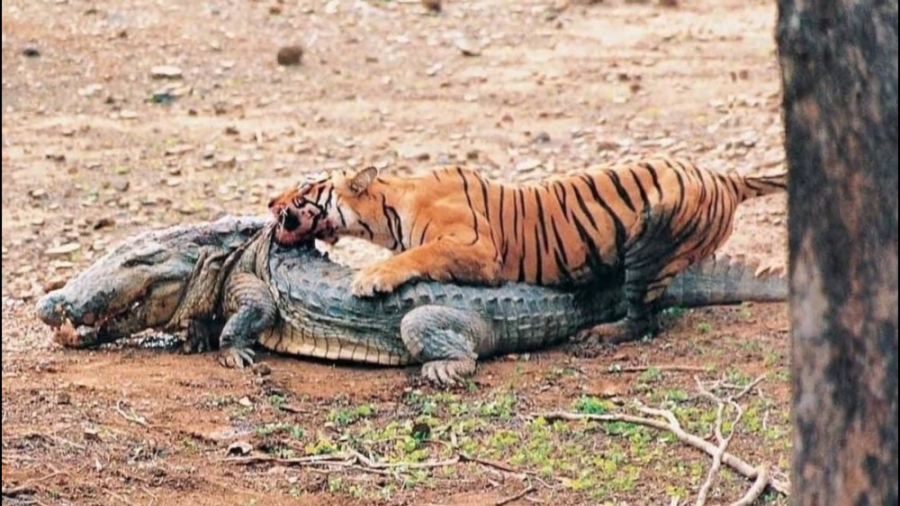 نبرد ببر و کروکودیل در حیات وح...