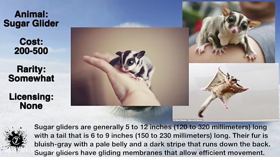 10 حیوان خانگی بامزه