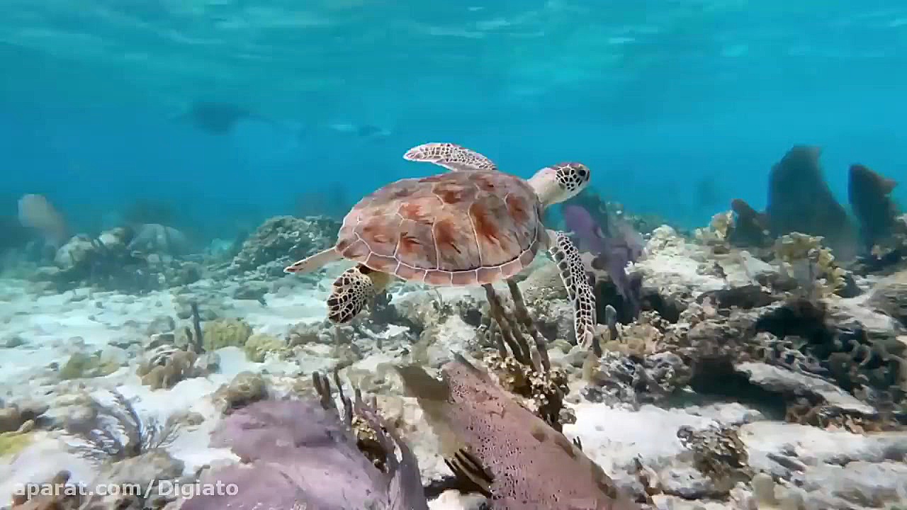 ربات جمع&zwnj;کننده ته&zwnj;سی...