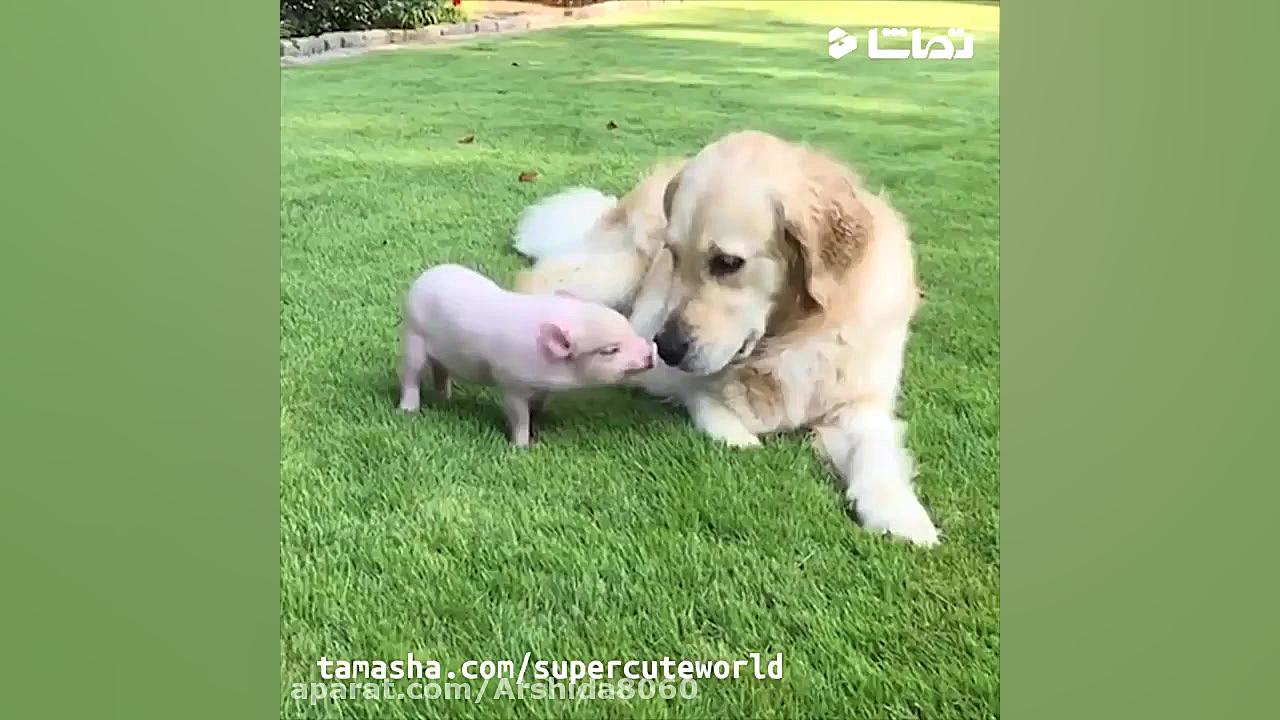 حیوانات خانگی بامزه