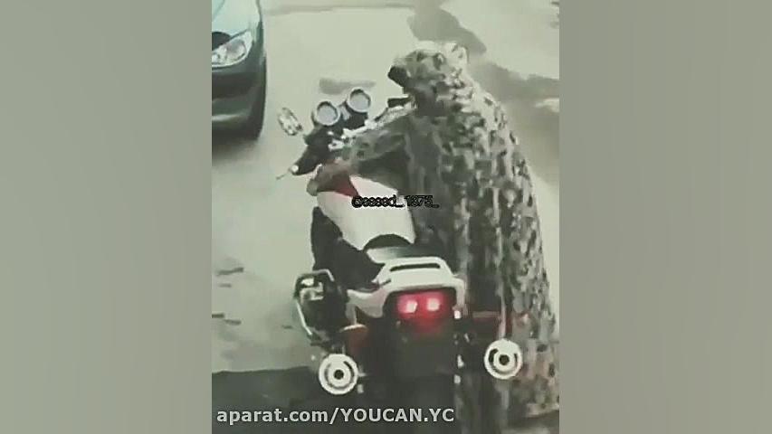 عشق مادری به موتورسنگین موتورس...