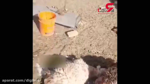 حمله خونین گرگ های وحشی در خرا...