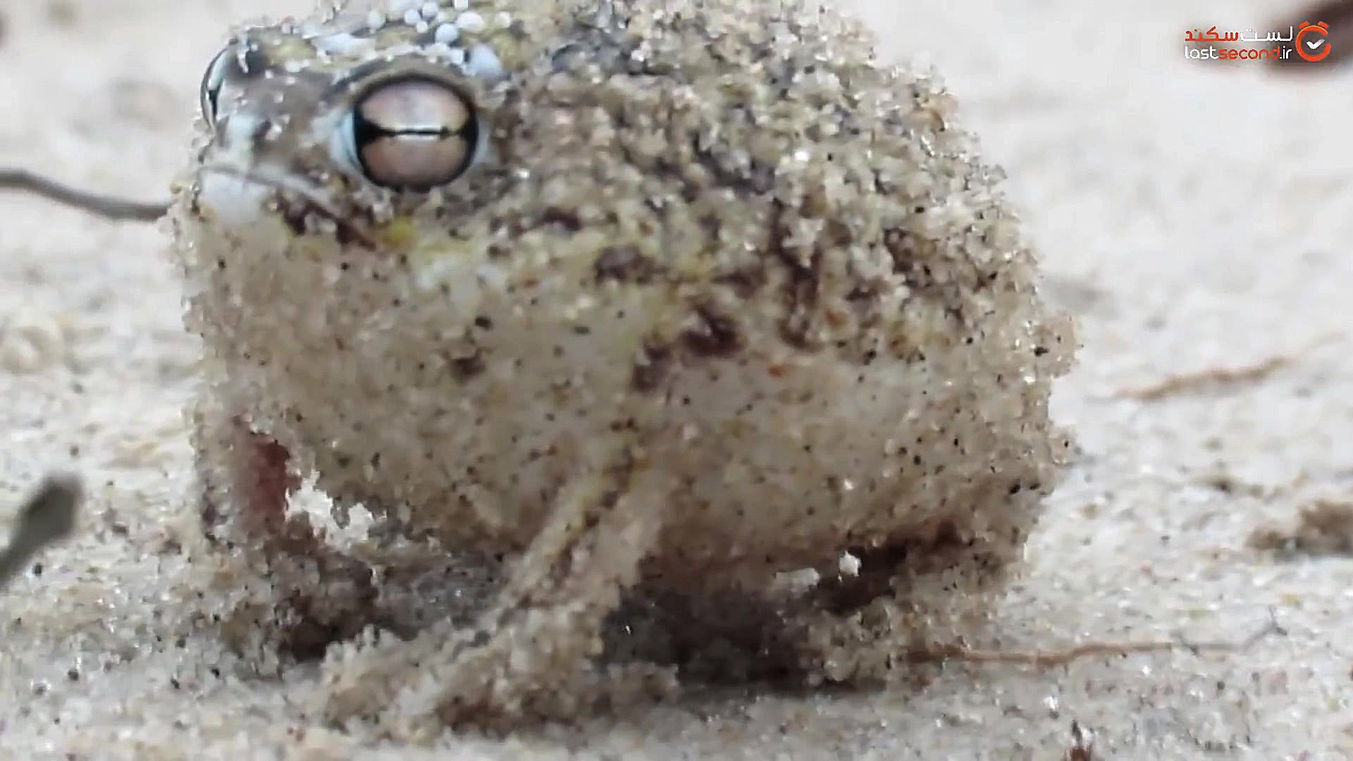 قورباقه&zwnj;ای که قور قور نمی...