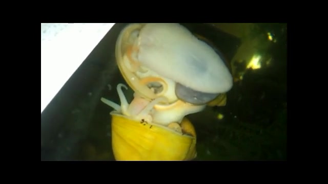 جفت گیری حلزون سیب