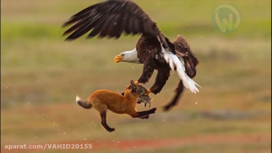 جنگ و نبرد حیوانات وحشی شیر و...