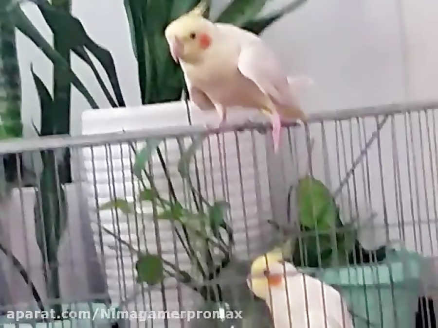 عروس هلندی سخنگو