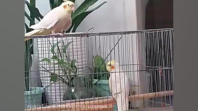 عروس هلندی سخنگو