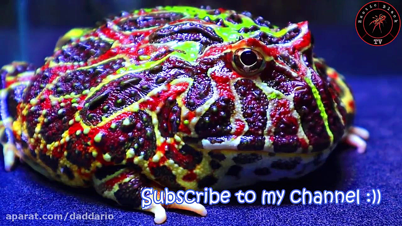 نبرد قورباغه غول پیکر آفریقایی...