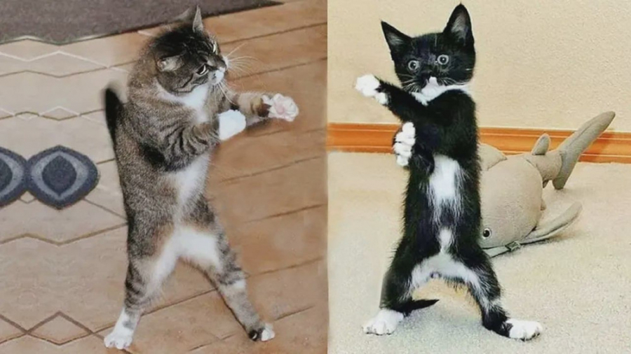 کلیپ خنده دار حیوانات  طنز حیو...