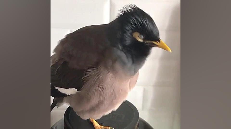 مرغ مینا خوش صحبت