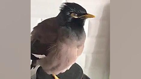 صحبت کردن مرغ مینا